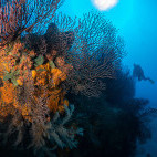 Coral reef and diver in Saba, the Caribbean