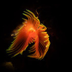 Star horseshoe worm in Saba, the Caribbean