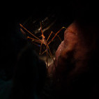 Yellowline arrow crab in Saba, the Caribbean