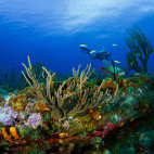 Coral reef in St Eustatius, the Caribbean