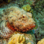 Scorpionfish in St Eustatius, the Caribbean