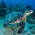 Turtle in St Eustatius, the Caribbean