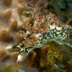 Lettuce sea slug in Saba, the Caribbean.