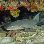 Nurse shark in Saba, the Caribbean.