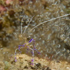 Pederson cleaner shrimp in Saba, the Caribbean.