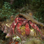 White-speckled hermit crab in Saba, the Caribbean.