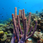 Sponge coral in St Eustatius, the Caribbean