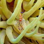 Anemone and spotted cleaner shrimp in St Kitts, the Caribbean