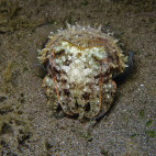 Cuttlefish in St Kitts, the Caribbean