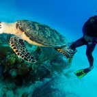Diver and turtle in Grand Turk