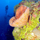 Coral reef in Turks & Caicos