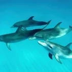 Atlantic spotted dolphins (semi-resident) at Bimini in the Bahamas.