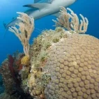 Caribbean reef shark swimming over coral.