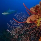 Caribbean reef shark & fan coral in Bimini, the Bahamas.