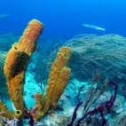 Great barracuda in Bimini Reef, Bahamas.
