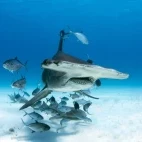 Great hammerhead with a retinue of jacks in Bimini, Bahamas.