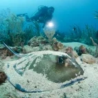 Southern stingray in Bimini Reef, Bahamas.