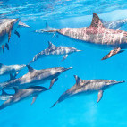 East Pacific dolphins in Marsa Alam, Egypt.