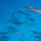 Common dolphins in Marsa Alam, Egypt. 