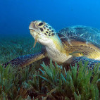 Green turtle in Marsa Alam, Egypt.