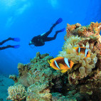 Clown fish in Marsa Alam, Egypt.