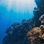 Reef diving in Marsa Alam, Egypt.