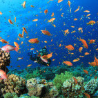 Tropical fish on a reef in Marsa Alam, Egypt.