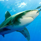 Oceanic white tip shark in the Red Sea.