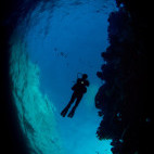Diver amongst a shoal in the Red Sea.