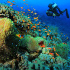 Diver and anemones in Sharm el Sheikh, Egypt