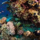 Black-spotted sweetlips in Sharm el Sheikh, Egypt