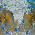 Blue-spotted ray in Sharm el Sheikh, Egypt. Image by Simon Rogerson