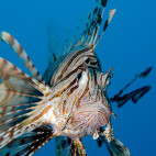 Lionfish in Sharm el Sheikh, Egypt. Image by Simon Rogerson