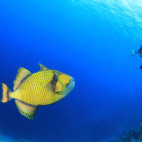 Titan triggerfish and diver in Sharm el Sheikh, Egypt