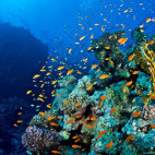 Anthias (Pseudanthias squamipinnis) in Egypt.