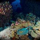 Bluespotted ribbontail ray (Taeniura lymma) in Egypt.