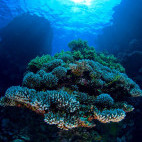 Coral colonies of acropora nasuta in Egypt.