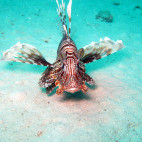 Lionfish (Pterois volitans) in Egypt.