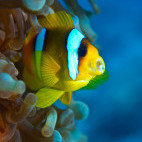 Red Sea clownfish (Amphiprion bicinctus) in Egypt.