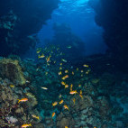 Snappers and goatfish swimming in a reef in Egypt.