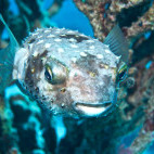 Yellowspot burrfish or porcupine pufferfish (Cyclichtys spilostylus) in Egypt.
