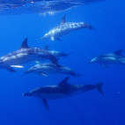 Common dolphin in the Azores