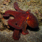 Common octopus in the Azores