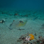 Common stingray in the Azores