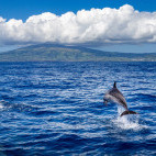 Bottlenose dolphin in the Azores