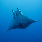 Mobula ray in the Azores
