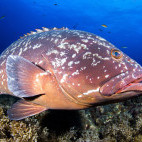 Dusky grouper in the Azores