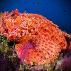 Scorpionfish in the Azores