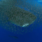 Whale shark and bait ball in the Azores