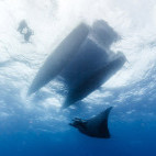 Devil ray beneath Water & Wind liveaboard in the Azores.